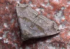 Erebid moth (Polypogon sp.)