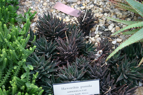 Haworthia pumila, Asphodelaceae by Ryan Somma