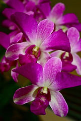 Orquideas - Orchids
