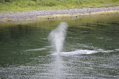 Whale of Klamath 8-6-2011