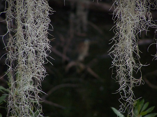 Spanish Moss by Va State Park Staff on Flickr