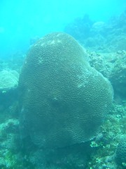 貝氏耳紋珊瑚。（中研院珊瑚礁演化生態暨遺傳實驗室提供）