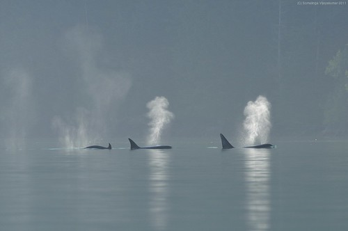 three orcas breathing through blowholes