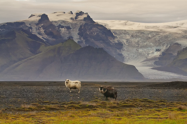 The Sheep of Vatnajökull