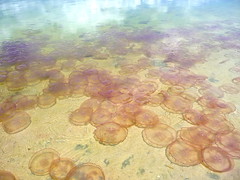 Extraterrestrials! The Moon Jellyfish have landed in Miami