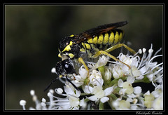 Hymenoptera/Tenthredinidae