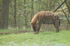 Safaripark: hyena's e.d.
