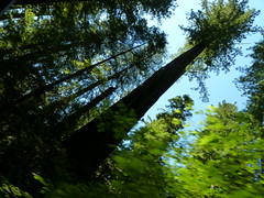 Redwoods 2011-07-03