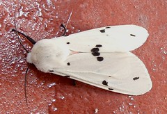 Tiger Moth (Spilarctia niceta)