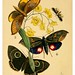012-The cabinet of oriental entomology…1848- John Obadiah Westwood