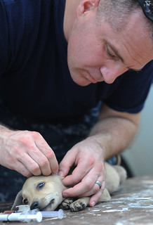 Sailor removes ticks from a puppy in Haiti