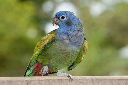 Blue headed parrot