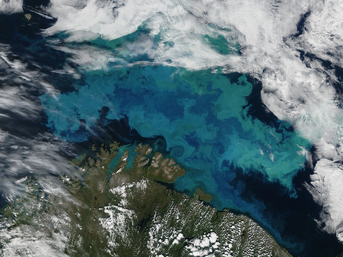 挪威北方海域的浮游植物大量增生現象。包括浮游植物在內，海洋生物正往較冷的水域移動。（攝影：美國航太總署。）
