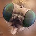 Female Rhagionid (Snipe fly)