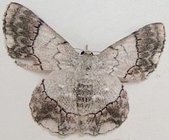 White Lopper Moth (x9)