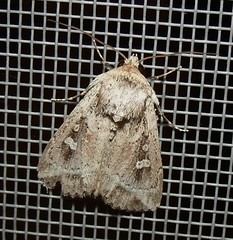 Noctuid moth (Mythimna sp.) (x5)