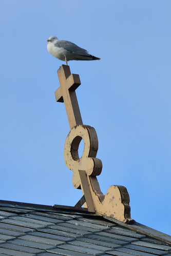 Bird on anchor