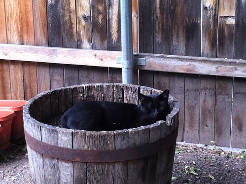Cat in tub