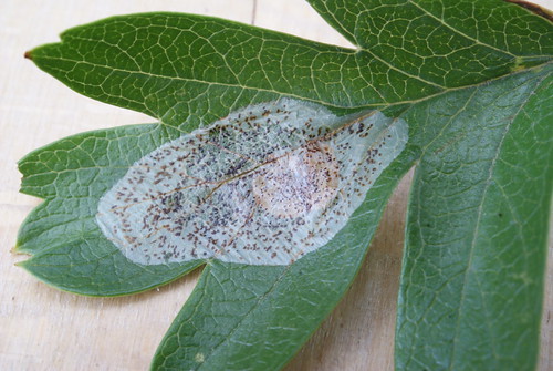 Phyllonorycter corylifoliella leaf mine