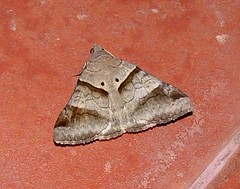Erebid moth (Mocis undata) (x3)