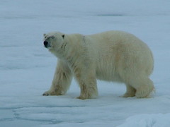 Arctic 2010