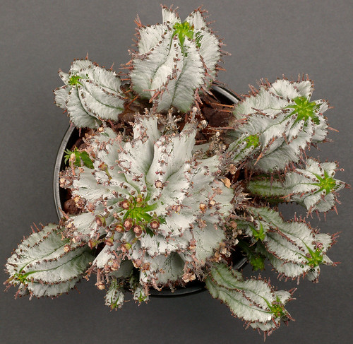 Euphorbia polygona 'Snowflake' #1 by J.G. in S.F.