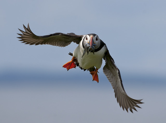Flying Puffin with Catch