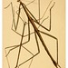 014--The cabinet of oriental entomology…1848- John Obadiah Westwood