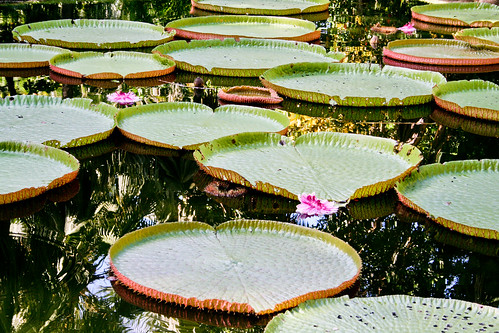 photo of lillypads in a body of water