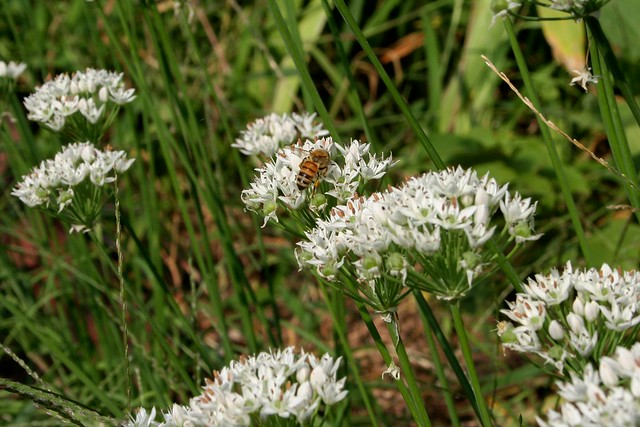 Late Summer Snack : Bees and Garlic Chives