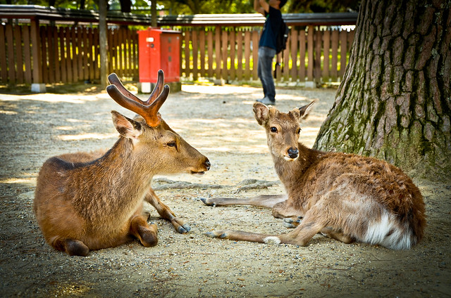 deer couple