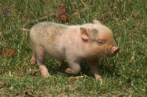 Here piggy piggy piggy!