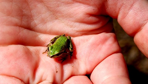 Tiny alpine frog cousin