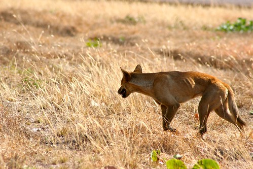 澳洲野犬維持袋鼠和狐狸等動物的數量穩定，保護土地上的植被和小型原生動物。（圖：woulfe）