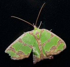 Geometrid moth (Agathia sp.) (x5)