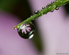 Dew Drop Flower Refraction