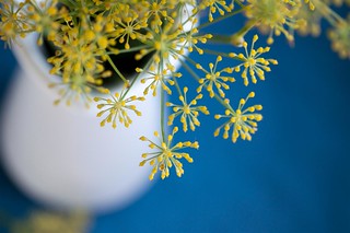 fennel, a spice for Wednesdays.