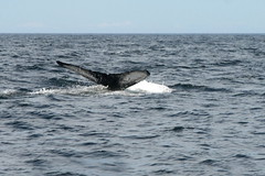 Forillon National Park: Whale-watching Cruise