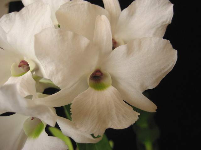 Dendrobium sanderae v. luzonicum 3