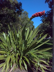 Spear Lily (Doryanthes Palmeri)