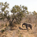 Elephant and tree