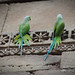 Parrots on the walls