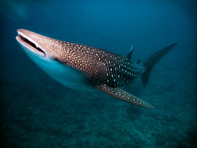 Whale Shark (Rhincodon typus) - Vilamendhoo, Maldives