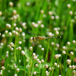 侏儒蜻蜓在收割後田裡的小穀精草叢停棲。（攝影：張嘉云）