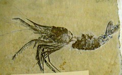 Aegeridae