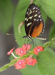 Brookside Butterflies