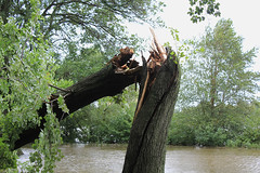 one of the trees we seen after irene came through last night.