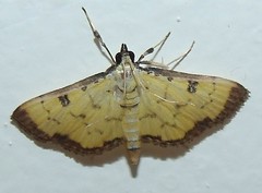 Rice Leaf Roller moth