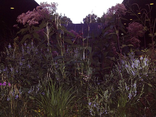 Evening in the garden at the 2011 Serpentine Pavillion