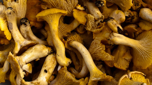 Mushrooms: chantarelles